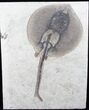 Exceptional Heliobatis Stingray Fossil - Wyoming #12659-2